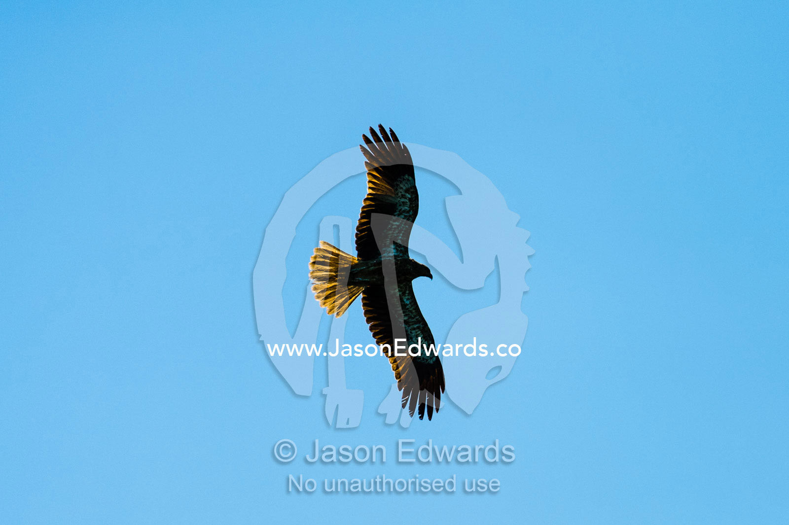 A Whistling Kite in flight against a blue sky hunting Little Red Flying Foxes. Ord River Floodplain, Kimberley Coast, Western Australia, Australia.