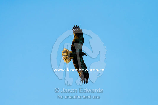 A Whistling Kite in flight against a blue sky hunting Little Red Flying Foxes. Ord River Floodplain, Kimberley Coast, Western Australia, Australia.