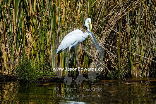 A Great Egret skewer a Gar Fish on the Ord River. Ord River Floodplain, Kimberley Coast, Western Australia, Australia.