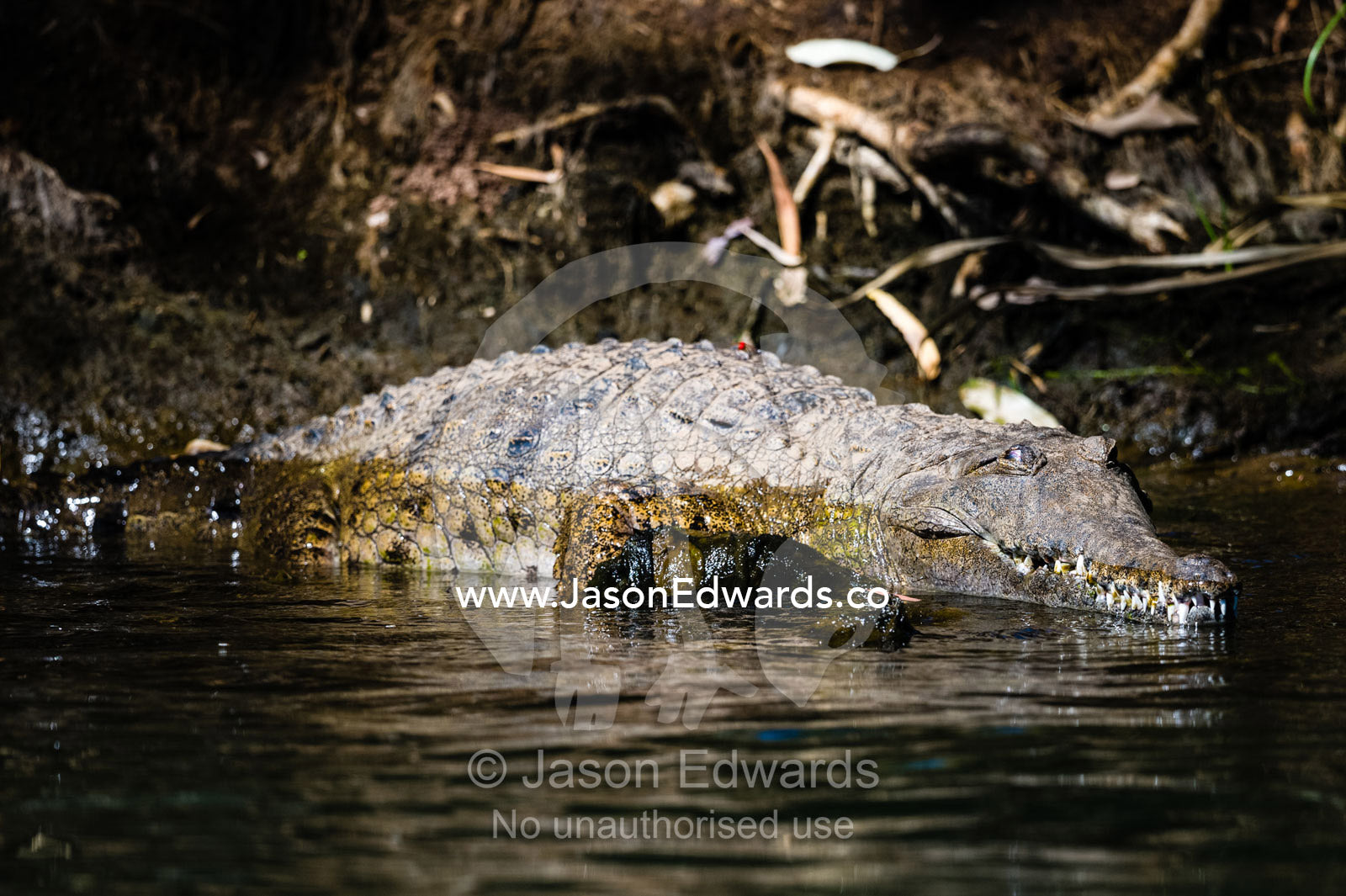 An old Freshwater Crocodile sun basking on a riverbank. Ord River Floodplain, Kimberley Coast, Western Australia, Australia.