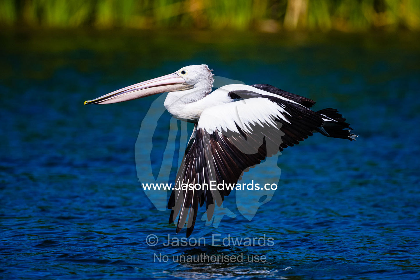 An Australian Pelican beating it's wings close to the surface of a river. Ord River Floodplain, Kimberley Coast, Western Australia, Australia.
