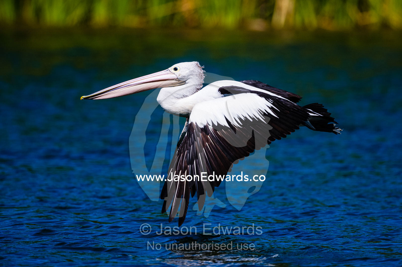 An Australian Pelican beating it's wings close to the surface of a river. Ord River Floodplain, Kimberley Coast, Western Australia, Australia.