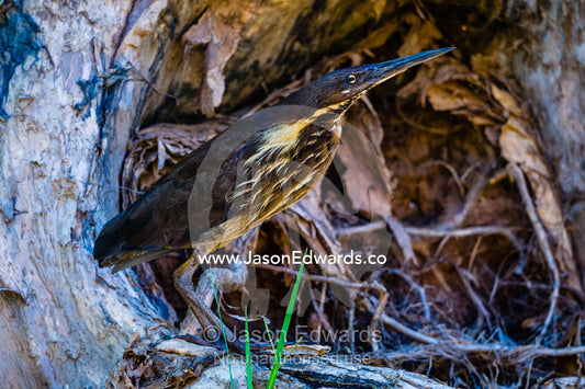 A Black Bittern sheltering among tree roots on a riverbank. Ord River Floodplain, Kimberley Coast, Western Australia, Australia.