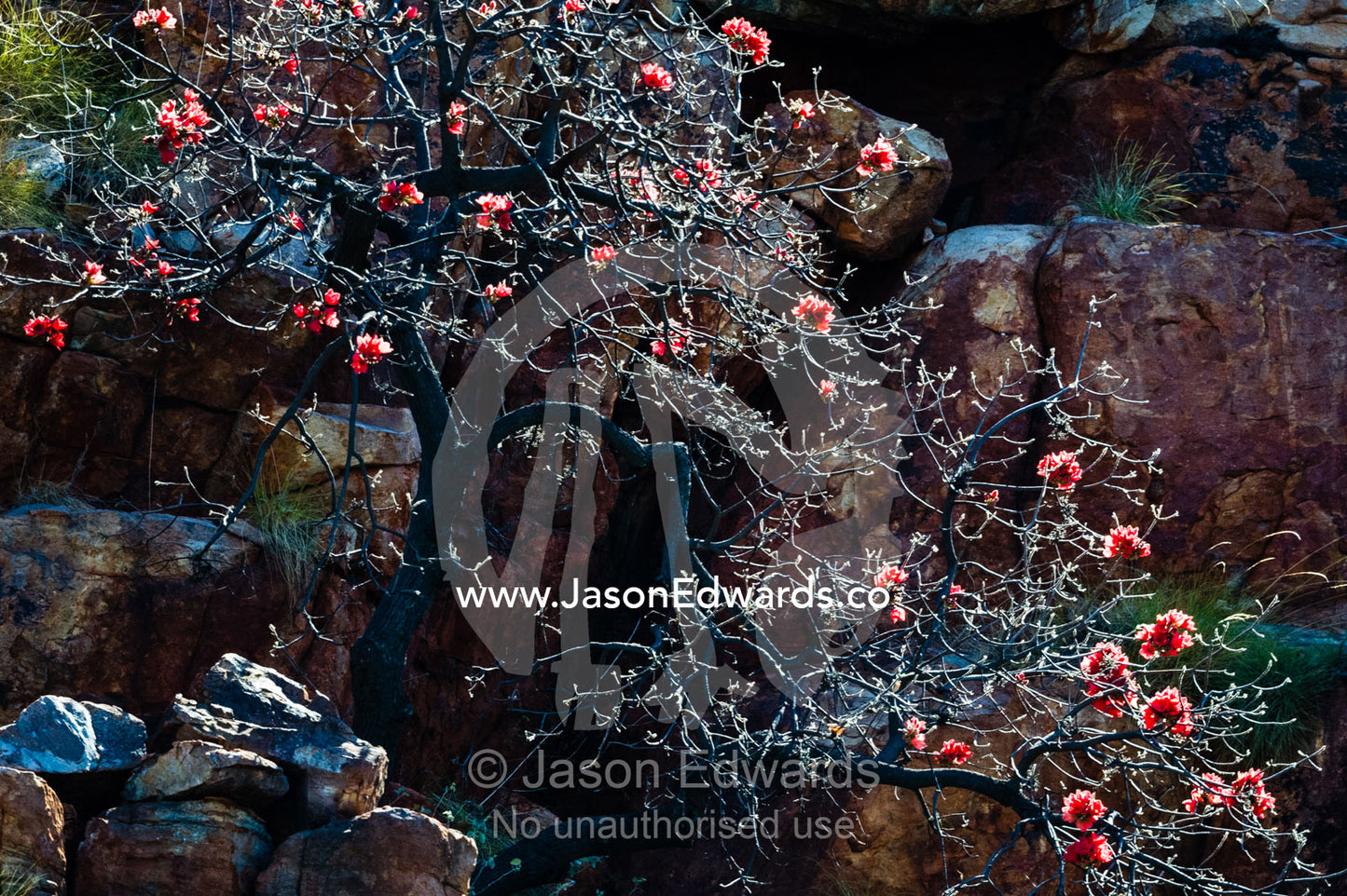 The bright red flowers of the Sticky Kurrajong backlit against a desert cliff. Ord River Floodplain, Kimberley Coast, Western Australia, Australia.