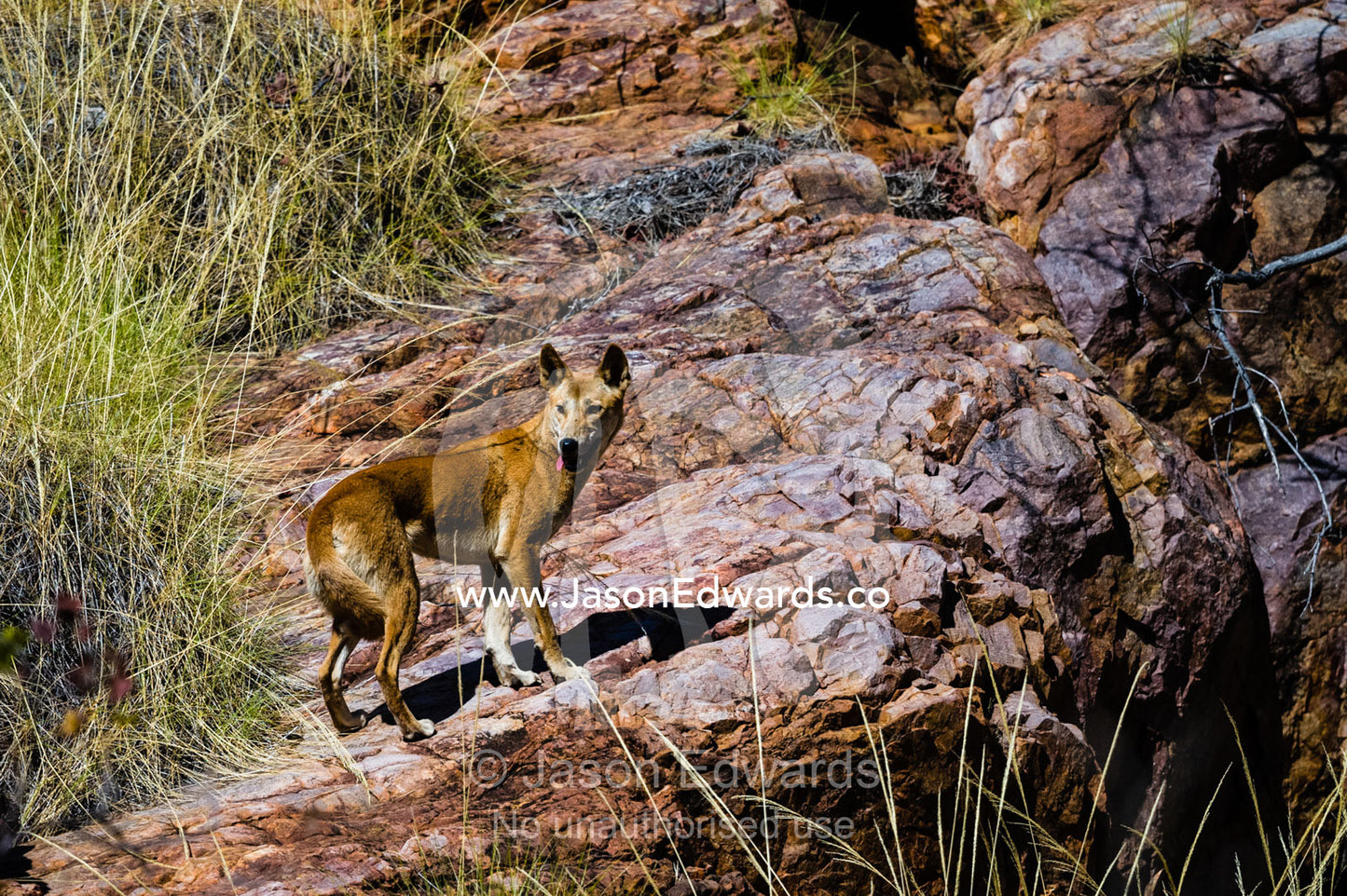 A cautious Dingo on a desert cliff. Ord River Floodplain, Kimberley Coast, Western Australia, Australia.