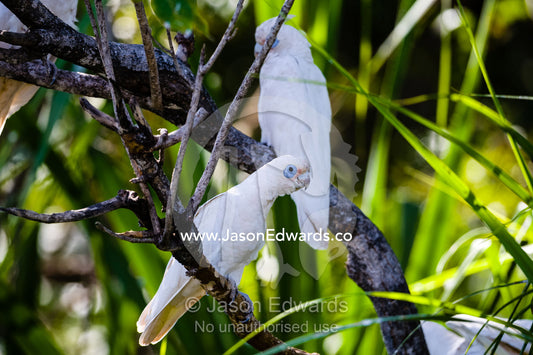 A little Corella roosting in a tree by a riverbank. Ord River Floodplain, Kimberley Coast, Western Australia, Australia.