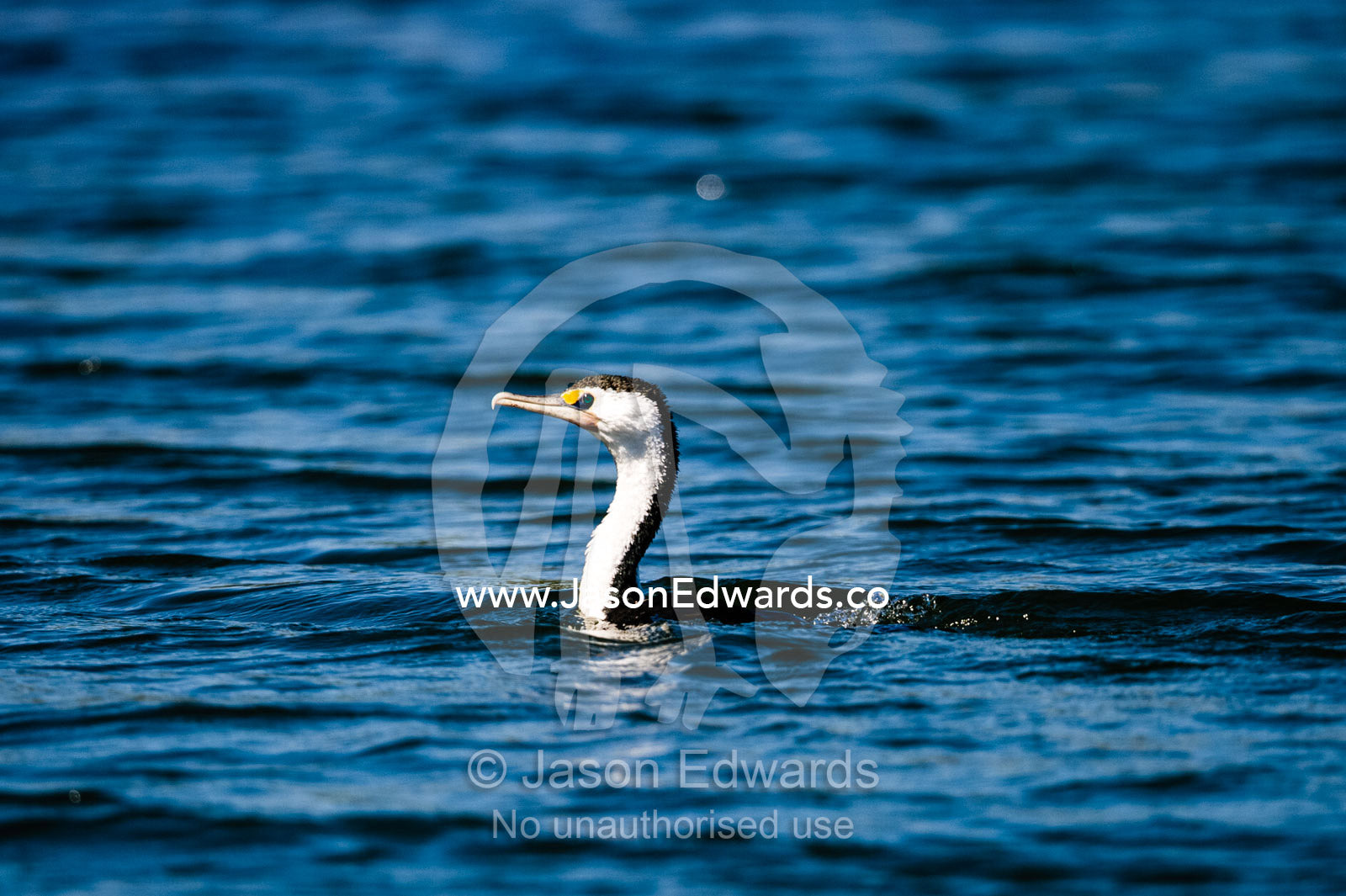 An Australian Pied Cormorant swimming in a freshwater river. Ord River Floodplain, Kimberley Coast, Western Australia, Australia.