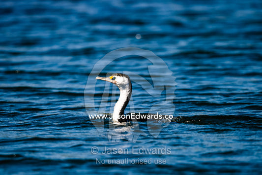 An Australian Pied Cormorant swimming in a freshwater river. Ord River Floodplain, Kimberley Coast, Western Australia, Australia.