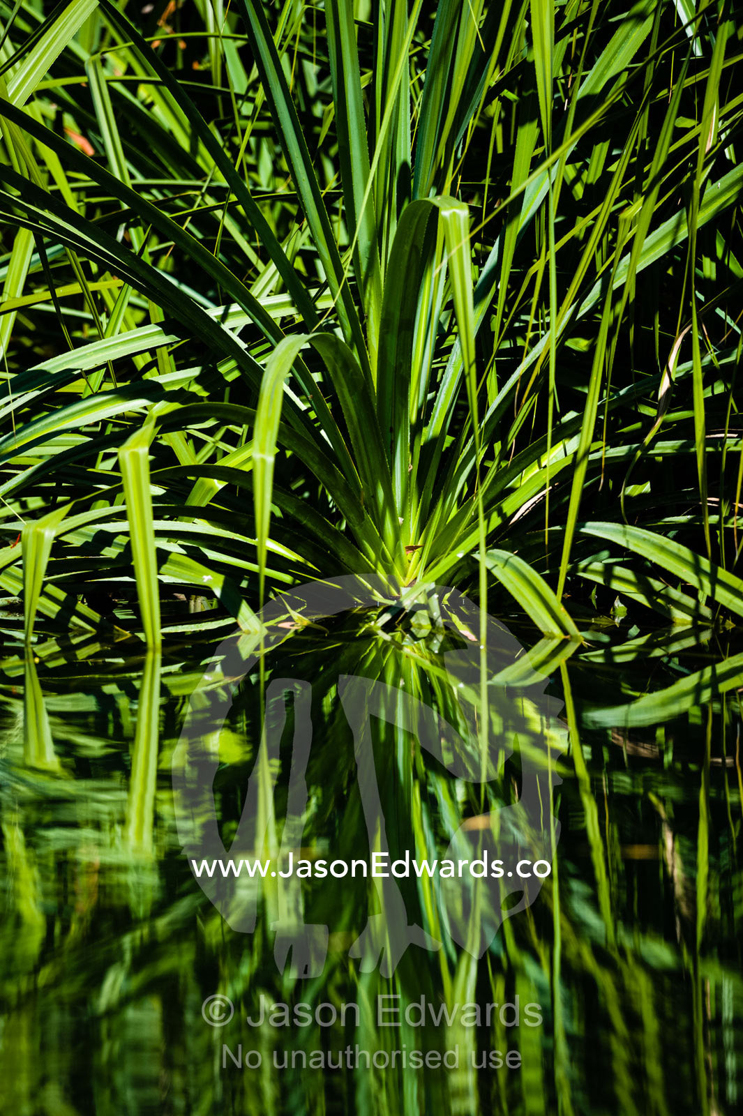 Pandanus leaves reflected in a freshwater river. Ord River Floodplain, Kimberley Coast, Western Australia, Australia.