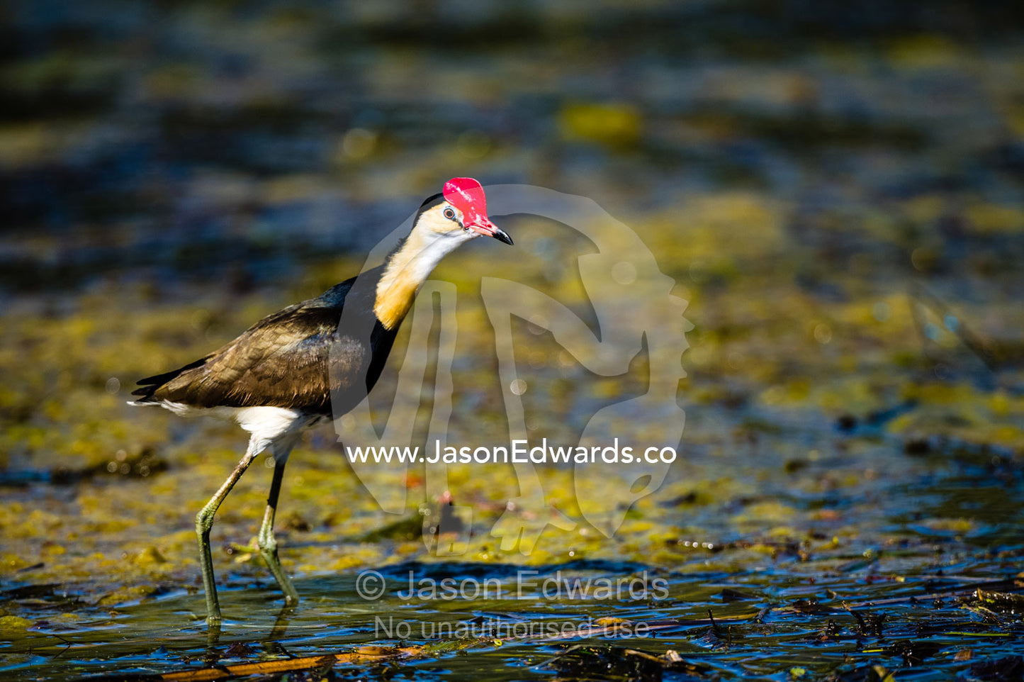 A Comb-crested Jacana walking on water lily in a river. Ord River Floodplain, Kimberley Coast, Western Australia, Australia.