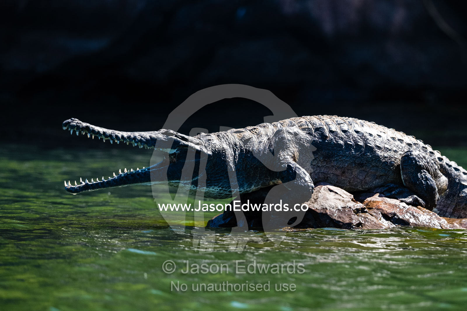 A Freshwater Crocodile sun basking on a smooth river rock with it's jaws open. Ord River Floodplain, Kimberley Coast, Western Australia, Australia.