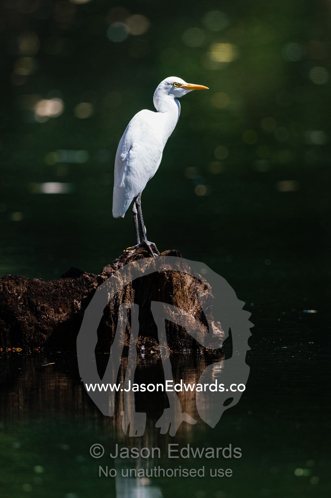 A Little Egret roosting on a tree stump in the middle of a shaded river. Ord River Floodplain, Kimberley Coast, Western Australia, Australia.