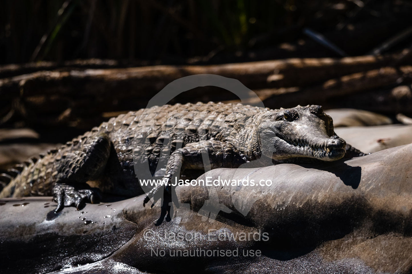 A Freshwater Crocodile sun basking on a smooth river rock. Ord River Floodplain, Kimberley Coast, Western Australia, Australia.