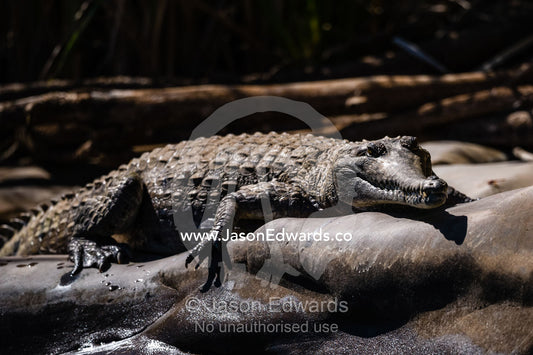A Freshwater Crocodile sun basking on a smooth river rock. Ord River Floodplain, Kimberley Coast, Western Australia, Australia.