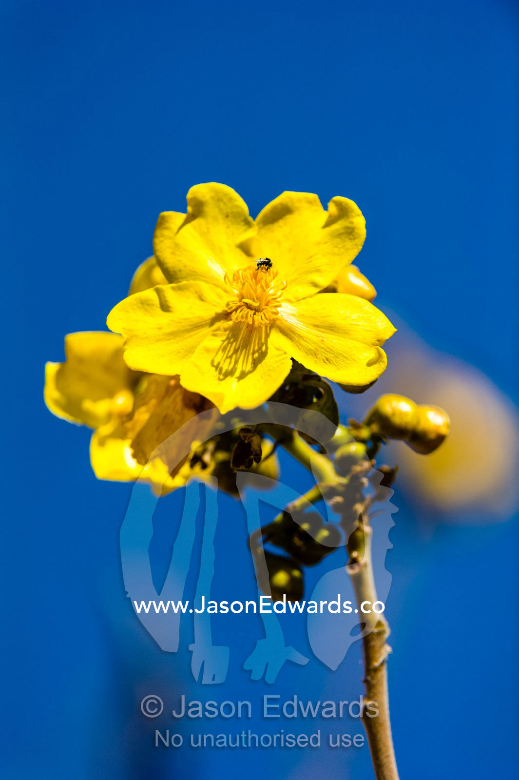 A Yellow Kapok flower against a blue sky. Ord River Floodplain, Kimberley Coast, Western Australia, Australia.
