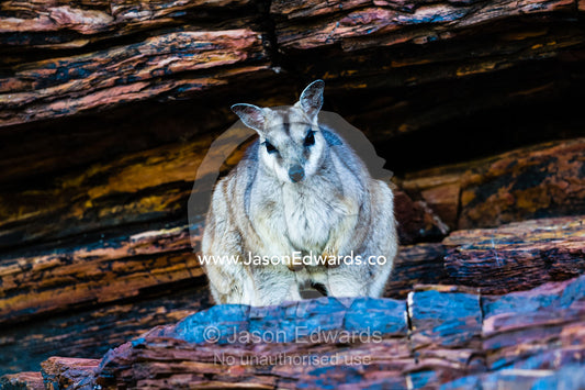 A shy Short-eared Rock-wallaby sheltering in the shade of a cliff during the heat of the day. Ord River Floodplain, Kimberley Coast, Western Australia, Australia.