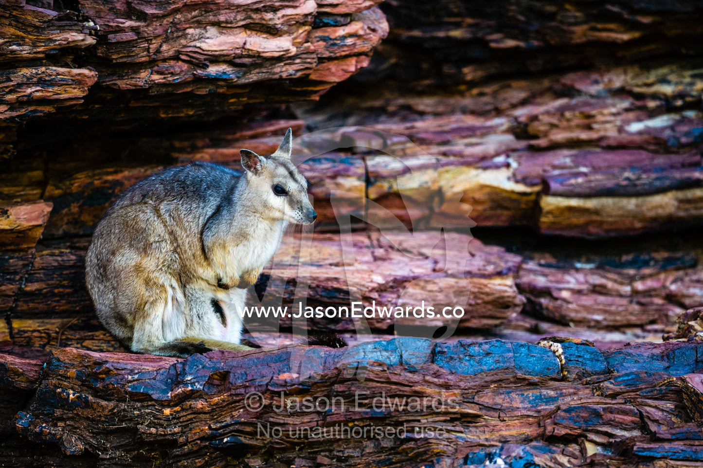 A shy Short-eared Rock-wallaby sheltering in the shade of a cliff during the heat of the day. Ord River Floodplain, Kimberley Coast, Western Australia, Australia.