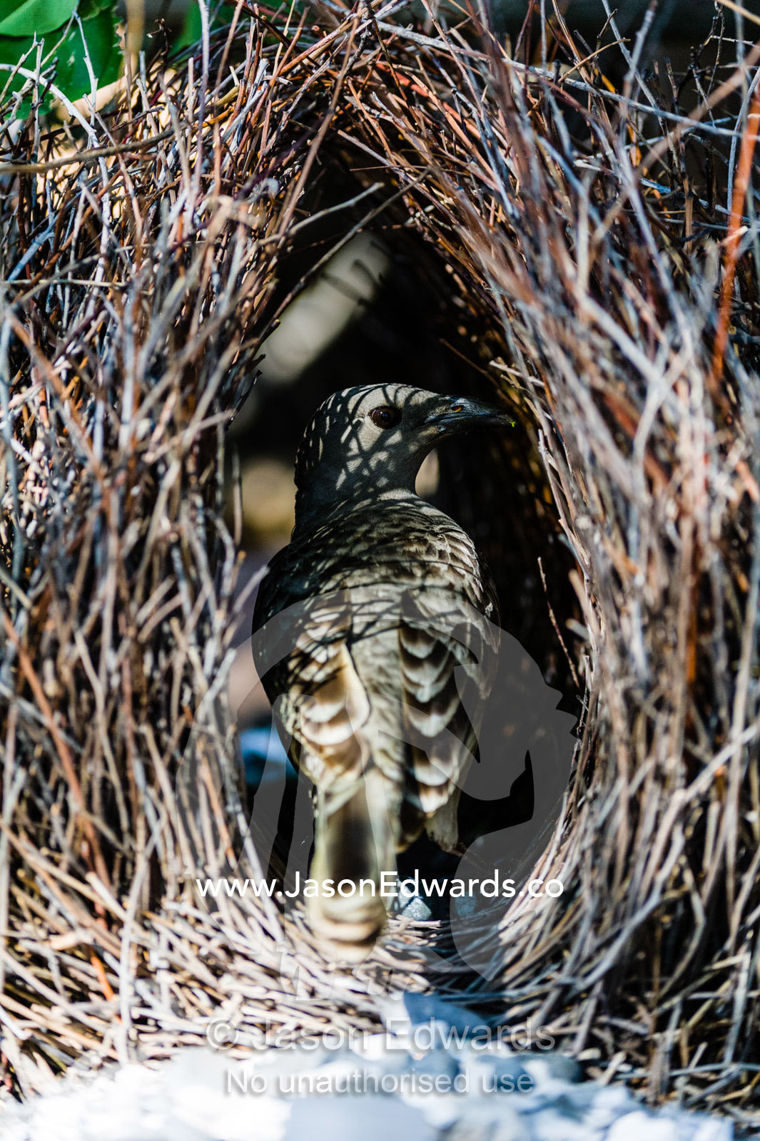 A Great Bowerbird tidying his stick bower for courtship displays. Durack Homestead, Lake Argyle, Kimberley Coast, Western Australia, Australia.