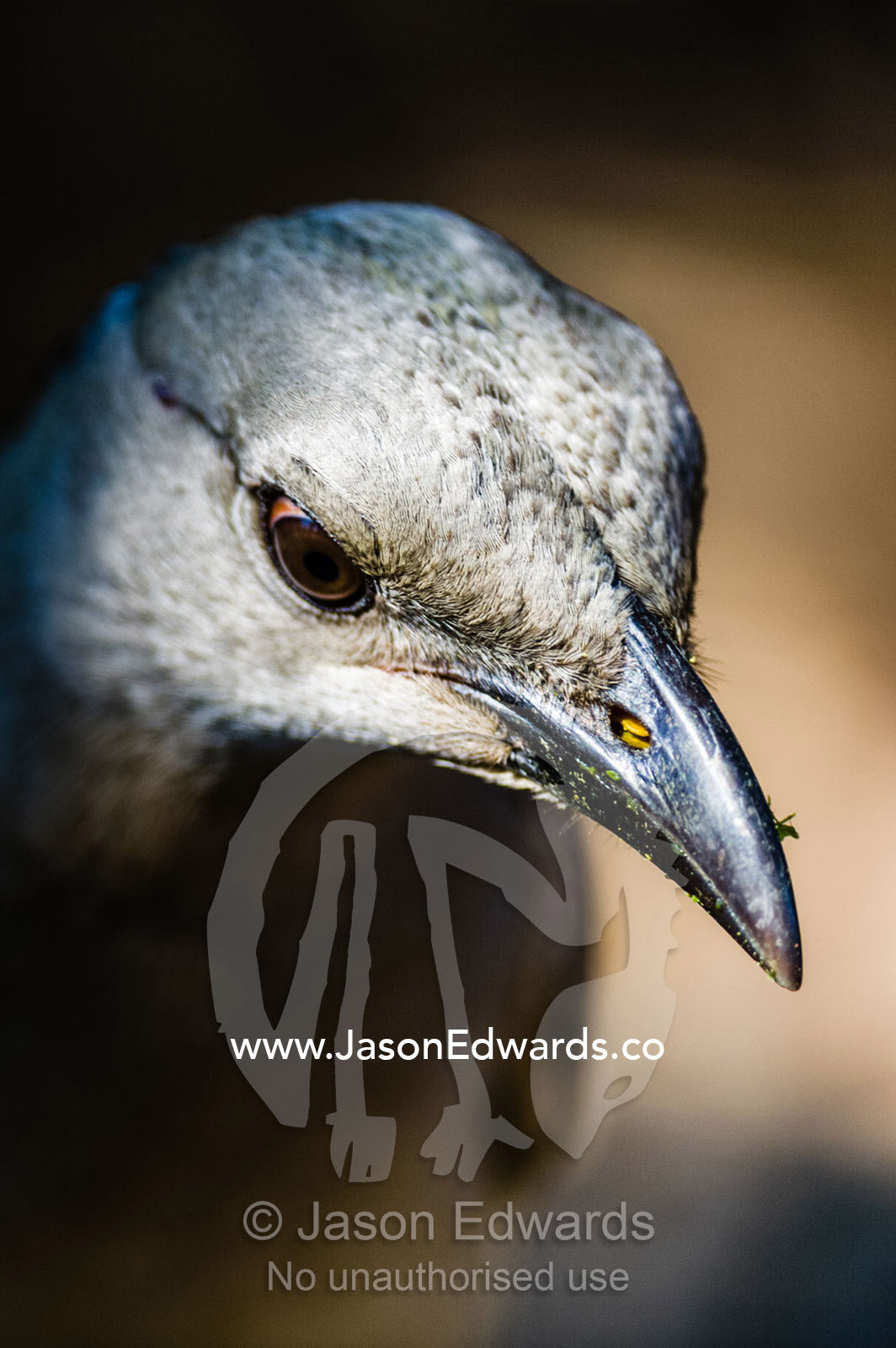 The long pointed beak of a Great Bower Bird. Durack Homestead, Lake Argyle, Kimberley Coast, Western Australia, Australia.