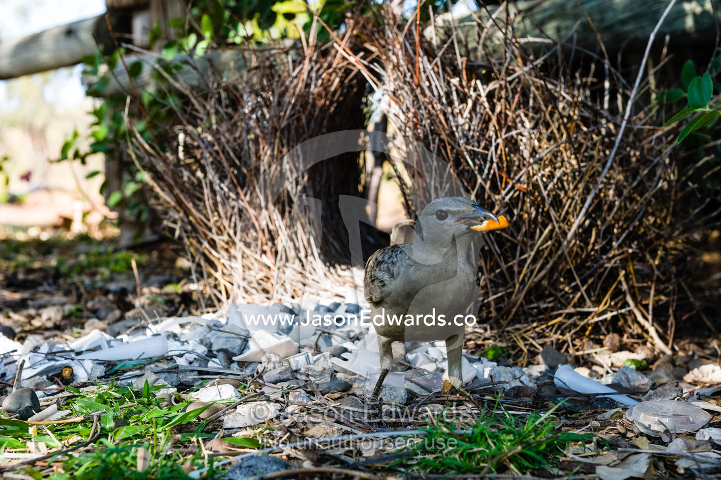 A Great Bowerbird tidying his stick bower for courtship displays. Durack Homestead, Lake Argyle, Kimberley Coast, Western Australia, Australia.