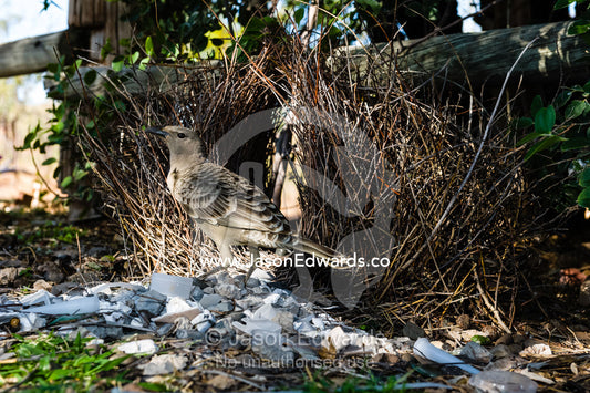 A Great Bowerbird tidying his stick bower for courtship displays. Durack Homestead, Lake Argyle, Kimberley Coast, Western Australia, Australia.