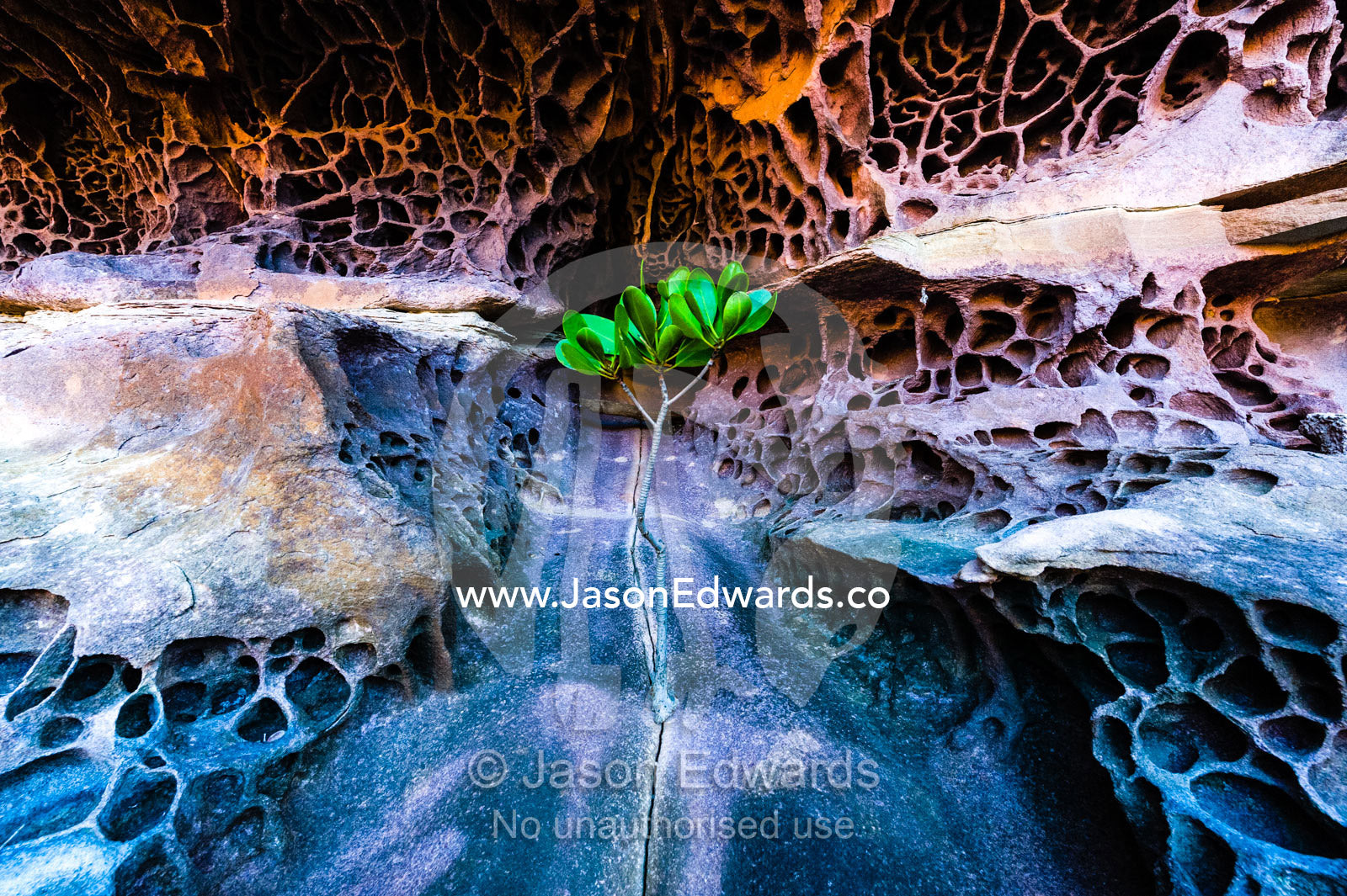 A Rock Fig sapling growing from a crack in a honeycomb sandstone rock wall. King George River, King George Falls, Gardner Plateau, Kimberley Coast, Western Australia, Australia.