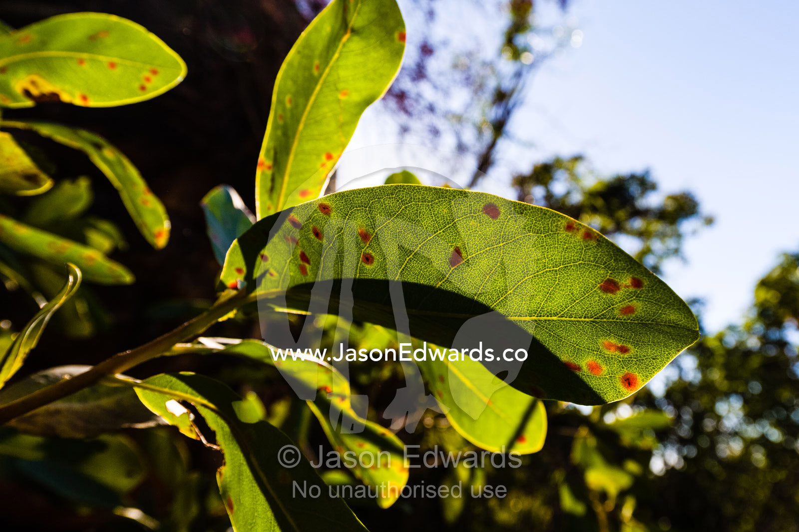 Mould spots on a backlit leaf of a tree on a cliff face. King George Falls, Gardner Plateau, Kimberley Coast, Western Australia, Australia.