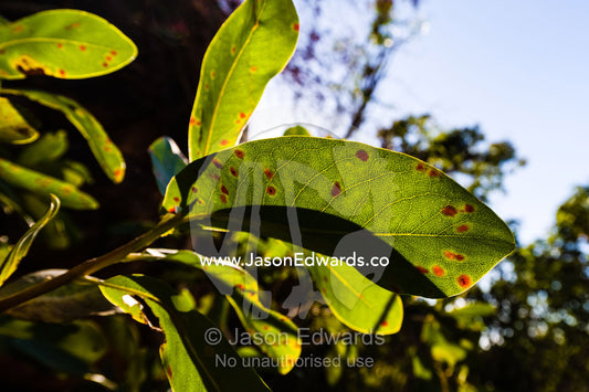 Mould spots on a backlit leaf of a tree on a cliff face. King George Falls, Gardner Plateau, Kimberley Coast, Western Australia, Australia.
