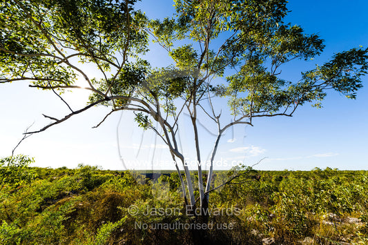 A Ghost Gum growing on a desert plateau. King George Falls, Gardner Plateau, Kimberley Coast, Western Australia, Australia.