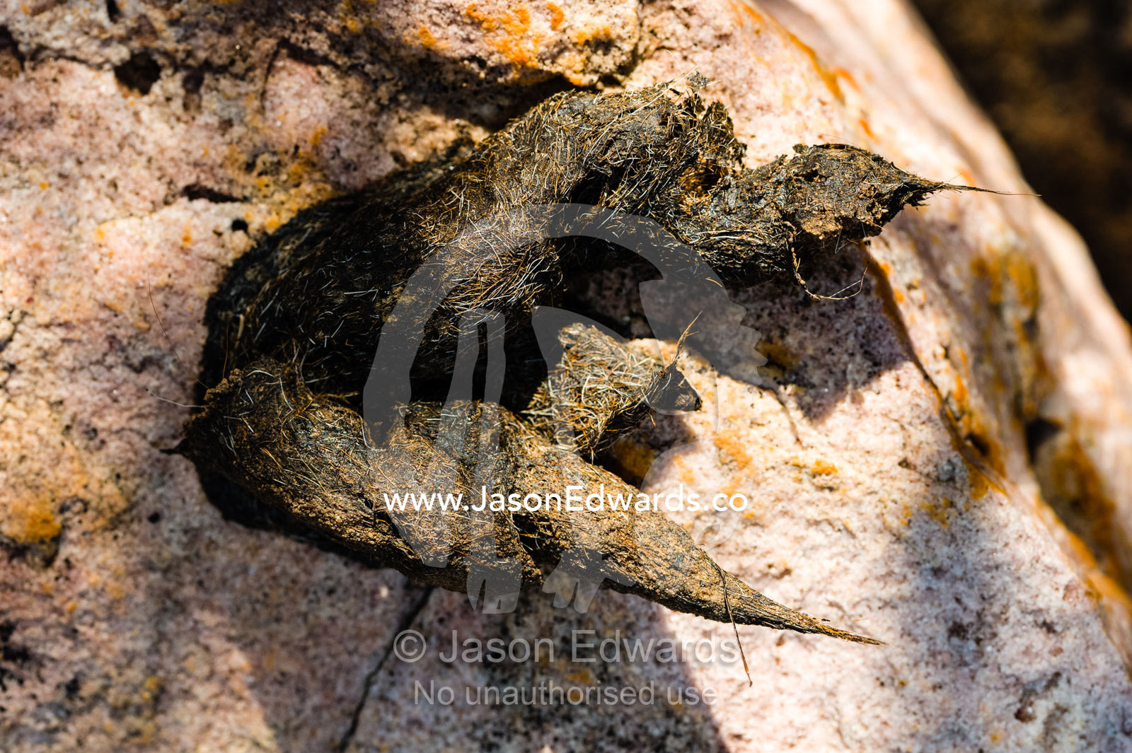 Dingo faeces on a rock mark a territorial boundary. King George Falls, Gardner Plateau, Kimberley Coast, Western Australia, Australia.