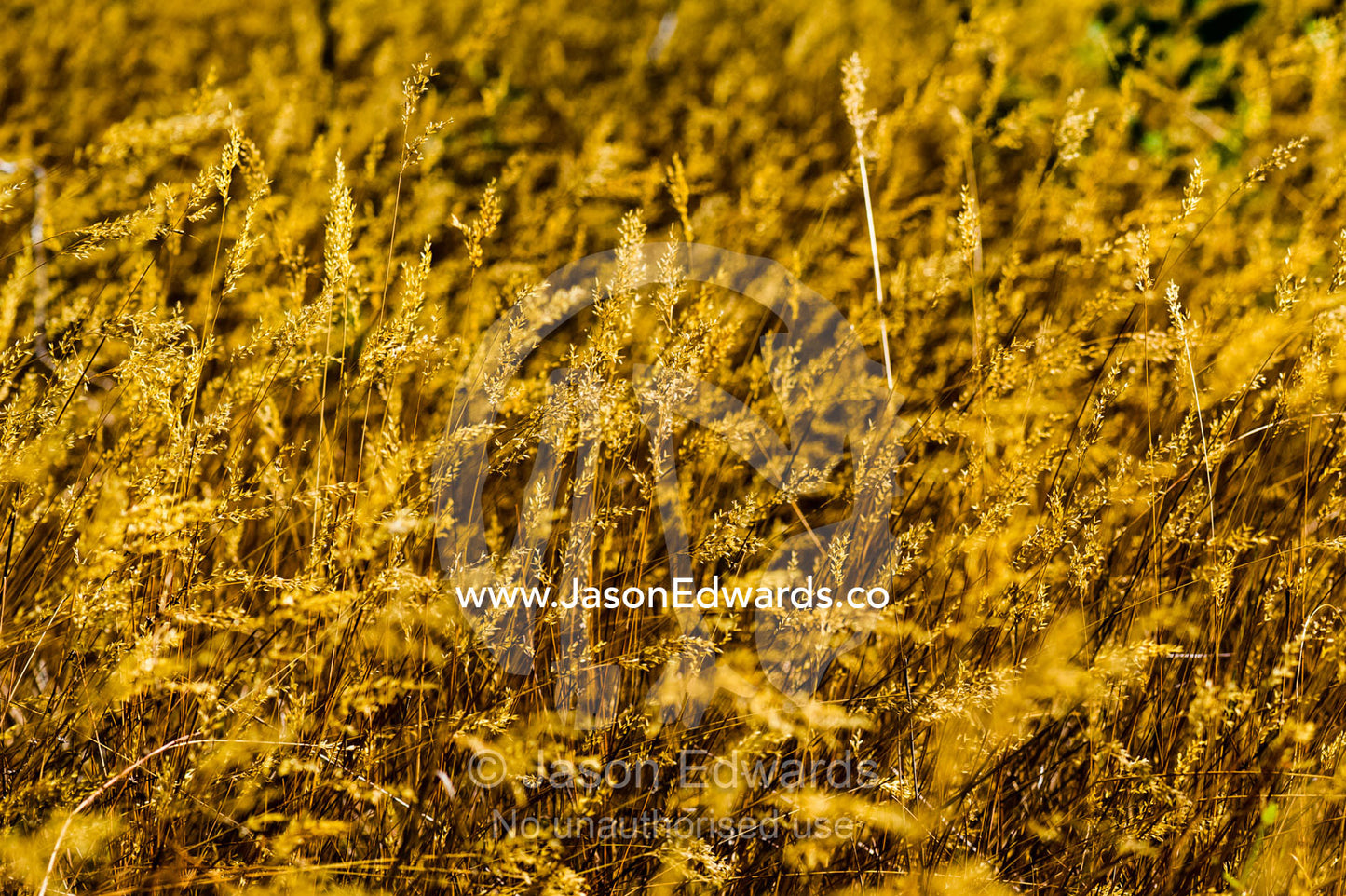 Seeding grasses on a desert plateau catch the  late afternoon sun. King George Falls, Gardner Plateau, Kimberley Coast, Western Australia, Australia.
