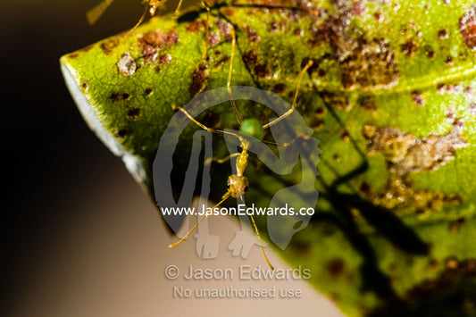 A Green Tree Ant defending it's colony's nest. King George Falls, Gardner Plateau, Kimberley Coast, Western Australia, Australia.