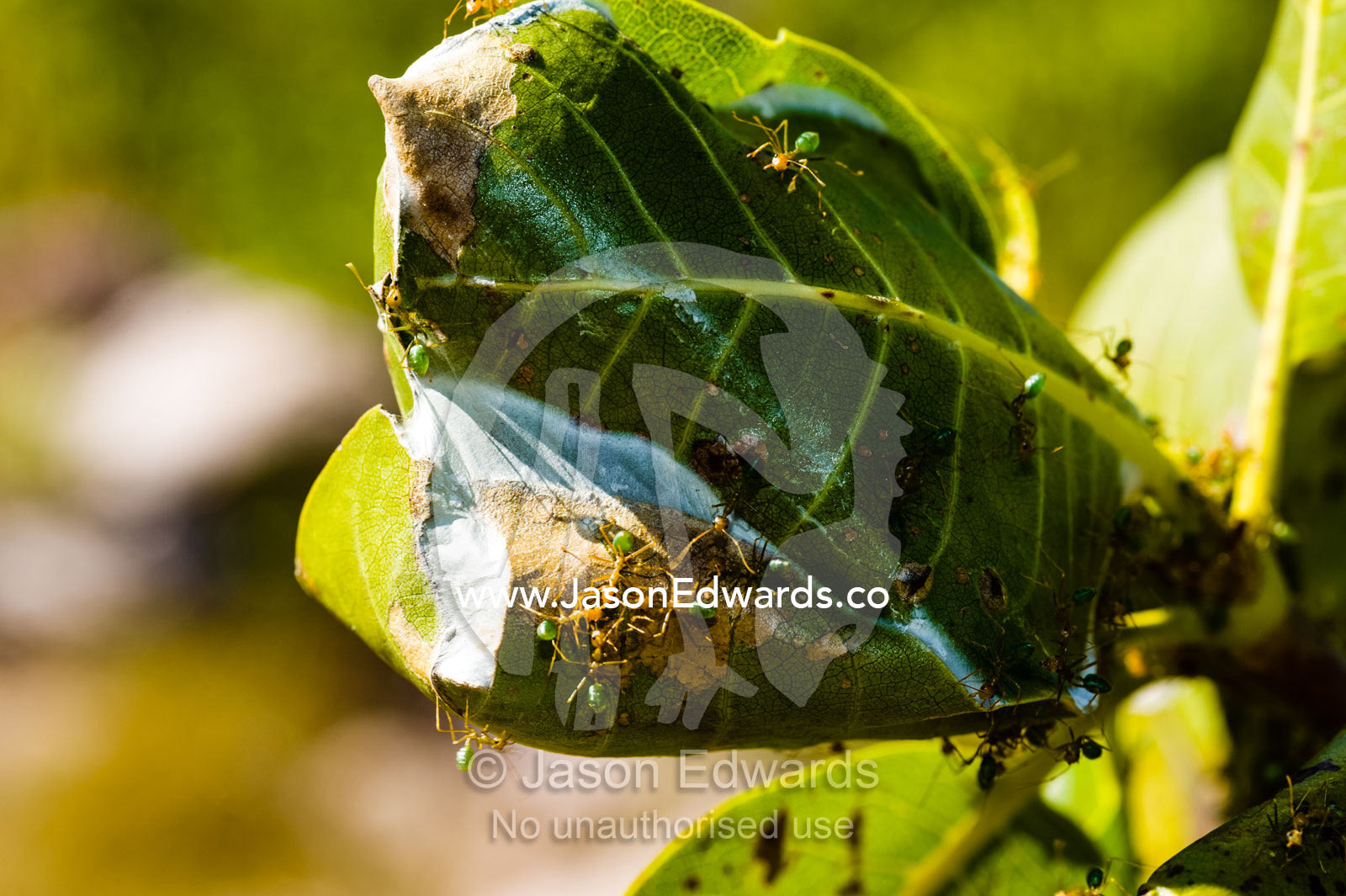 A colony of Green Tree Ants building a leaf nest. King George Falls, Gardner Plateau, Kimberley Coast, Western Australia, Australia.