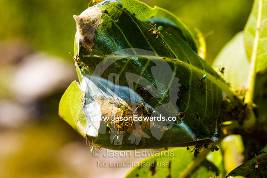 A colony of Green Tree Ants building a leaf nest. King George Falls, Gardner Plateau, Kimberley Coast, Western Australia, Australia.