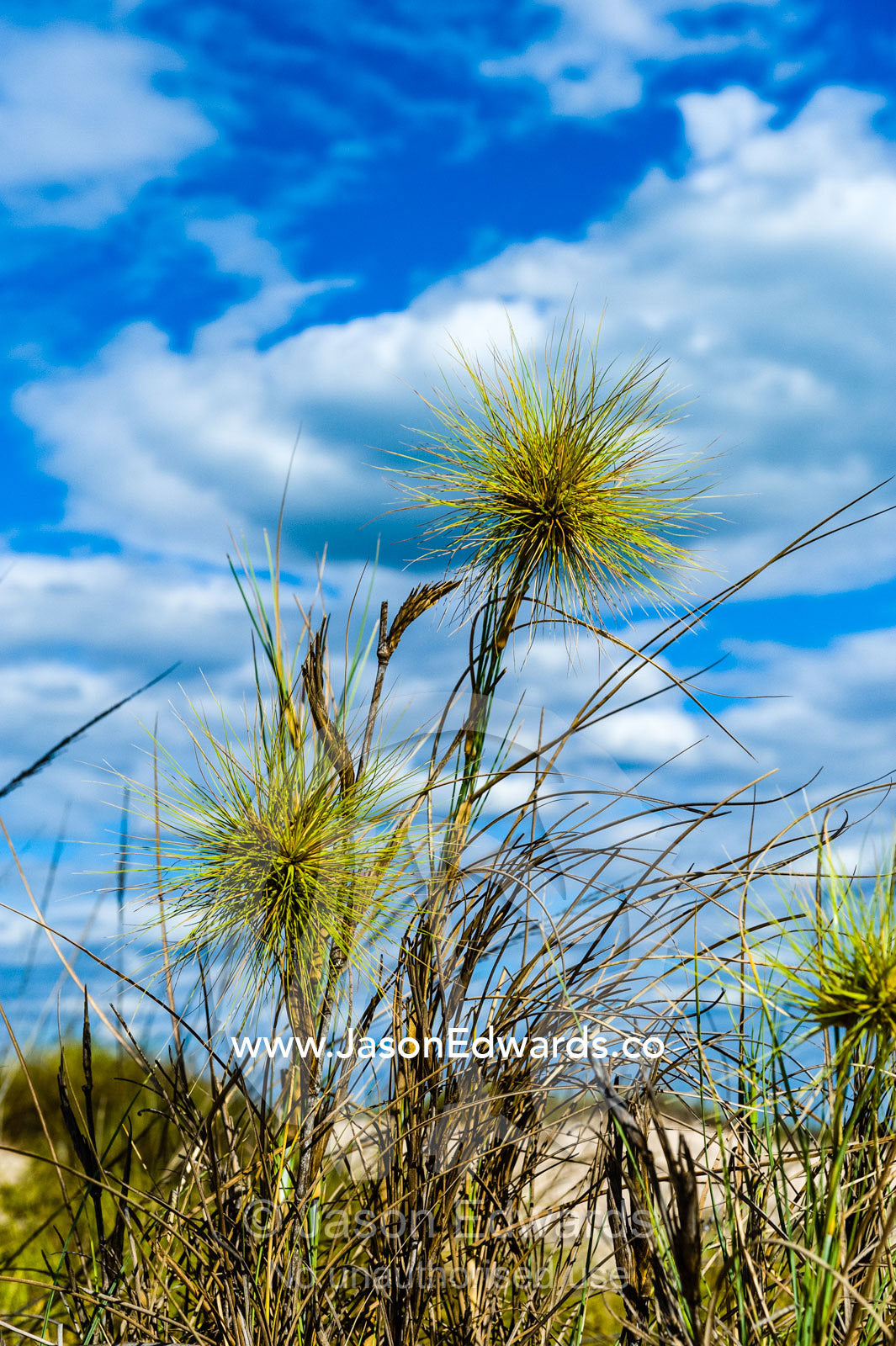The seeding head of Beach Spinifex on a coastal sand dune. Jar Island, Vansittart Bay, Kimberley Coast, Western Australia, Australia.