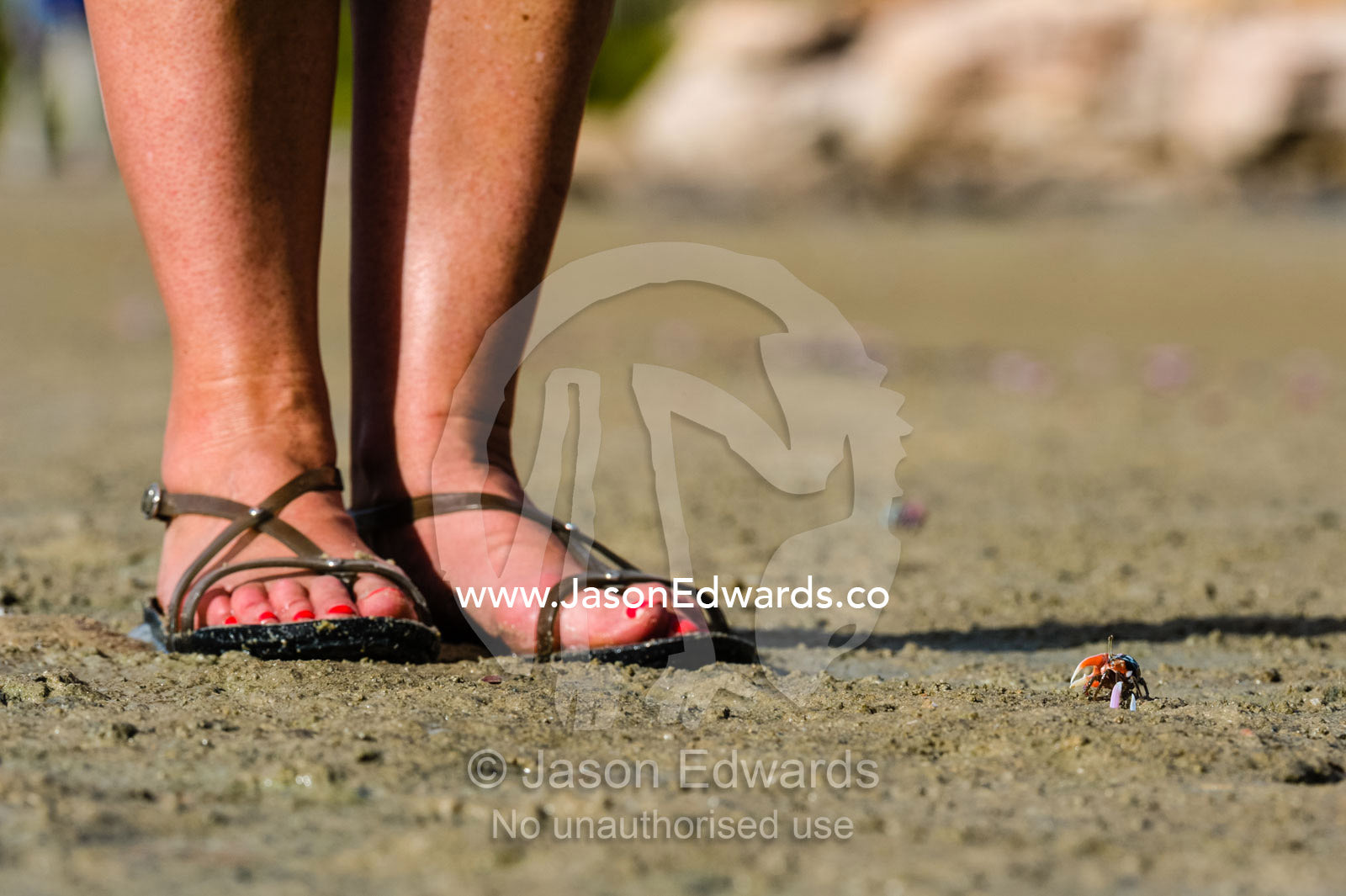 A male Fiddler Crab guarding it's burrow form the feet of a tourist on a tidal flat. Jar Island, Vansittart Bay, Kimberley Coast, Western Australia, Australia.