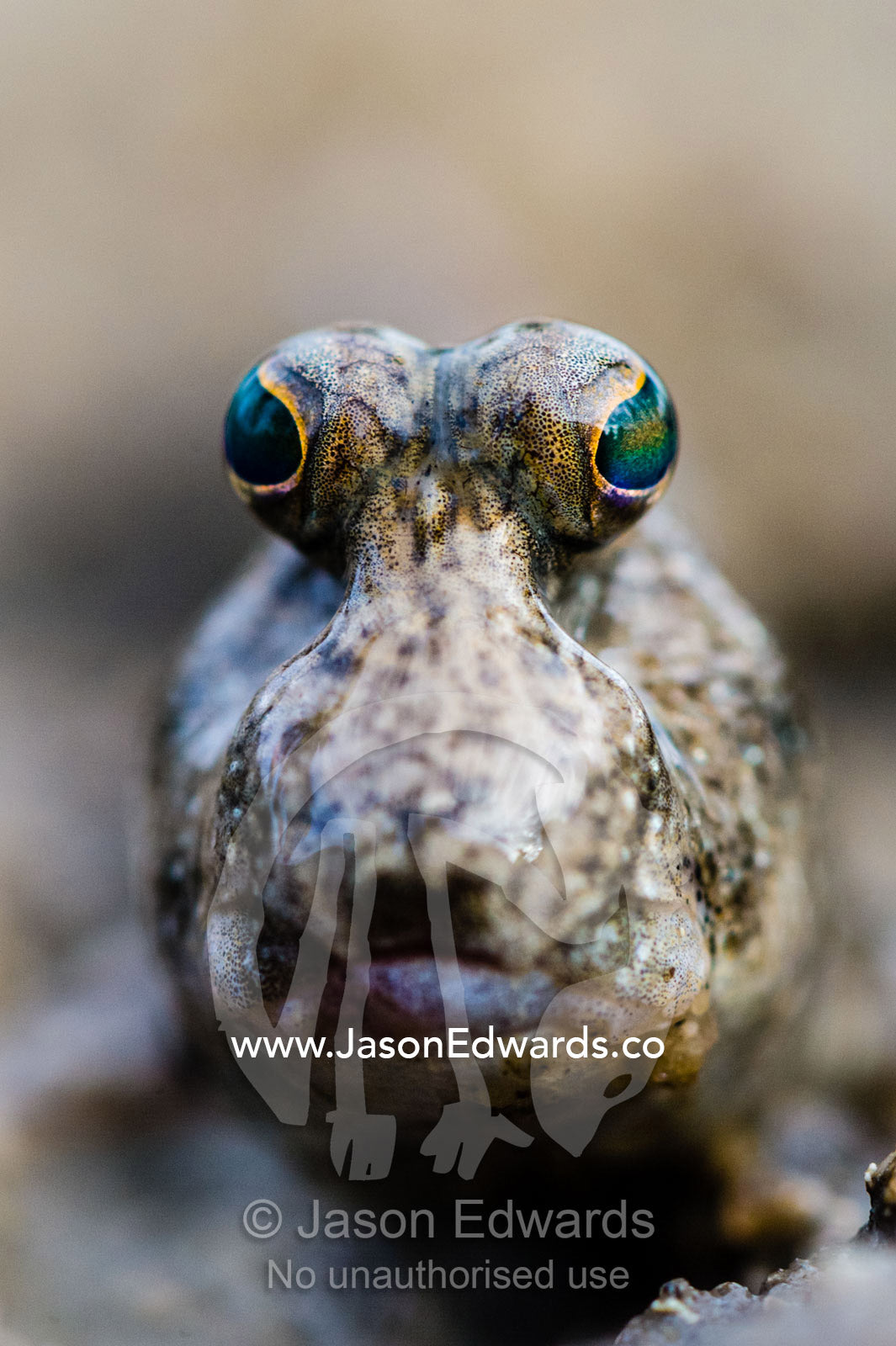 The iridescent green stalked eyes of a Mudskipper on a tidal flat. Jar Island, Vansittart Bay, Kimberley Coast, Western Australia, Australia.