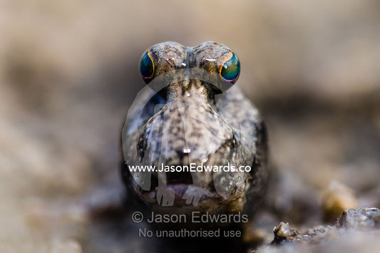 The iridescent green stalked eyes of a Mudskipper on a tidal flat. Jar Island, Vansittart Bay, Kimberley Coast, Western Australia, Australia.