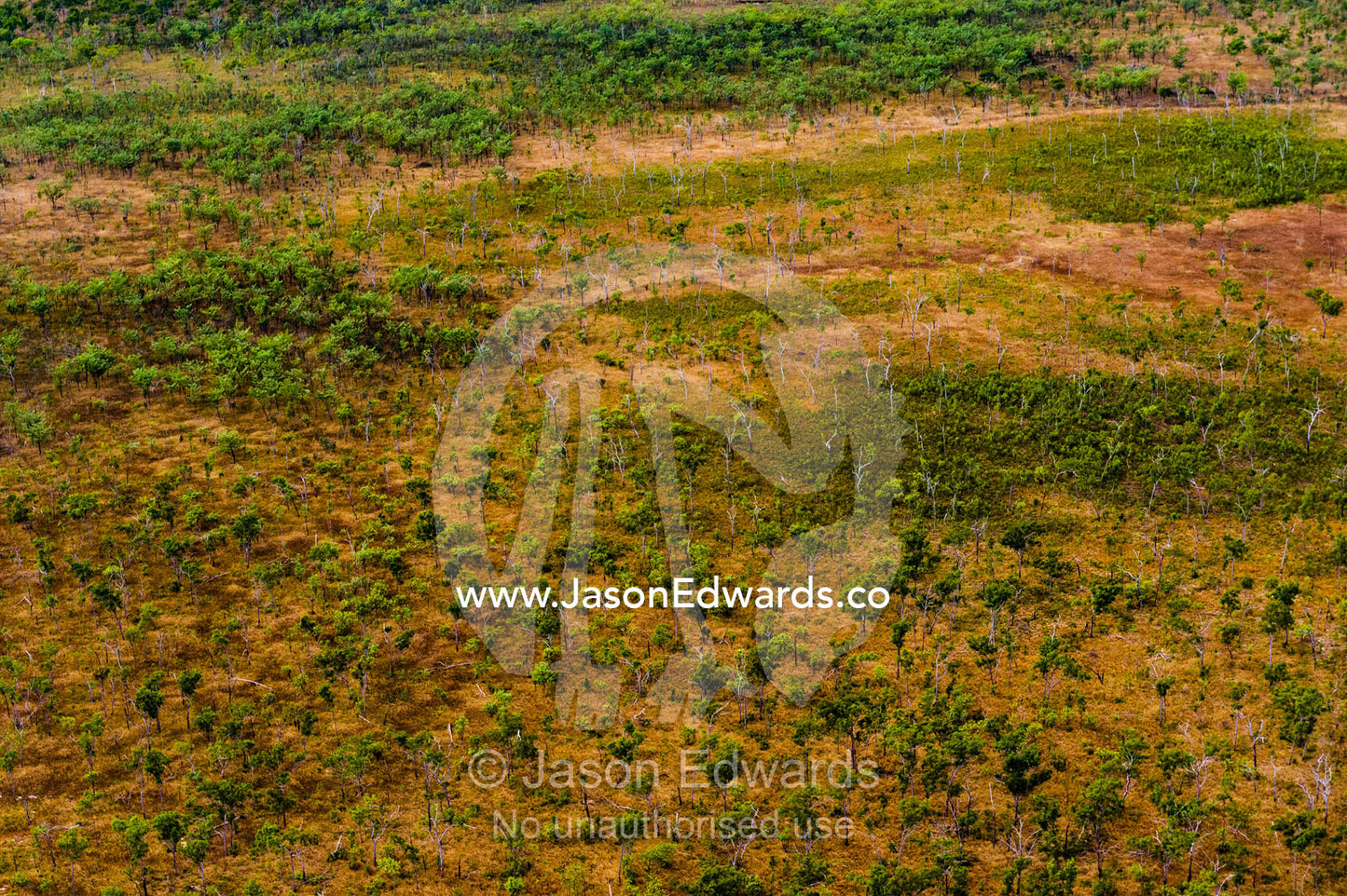 An aerial view of an open woodland on an arid plateau in the Kimberley. Mitchell River National Park, Mitchell Plateau, Kimberley Coast, Western Australia, Australia.