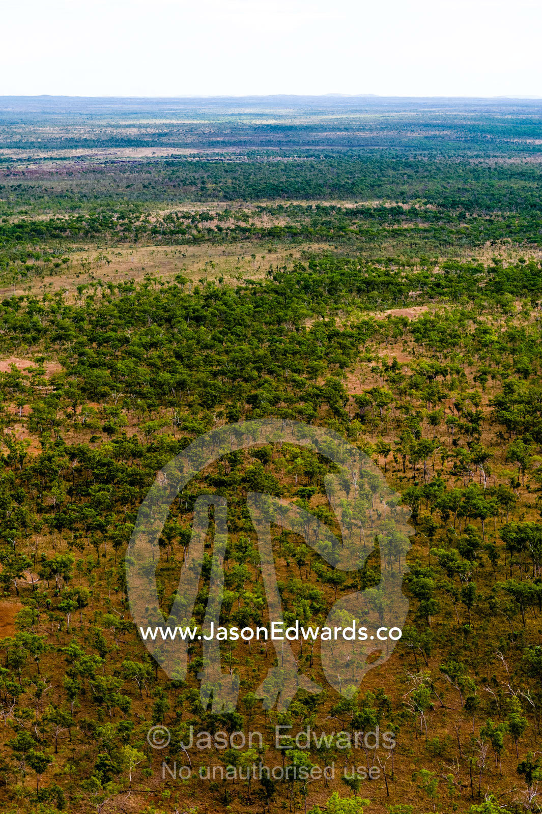 An aerial view of an open woodland on an arid plateau in the Kimberley. Mitchell River National Park, Mitchell Plateau, Kimberley Coast, Western Australia, Australia.