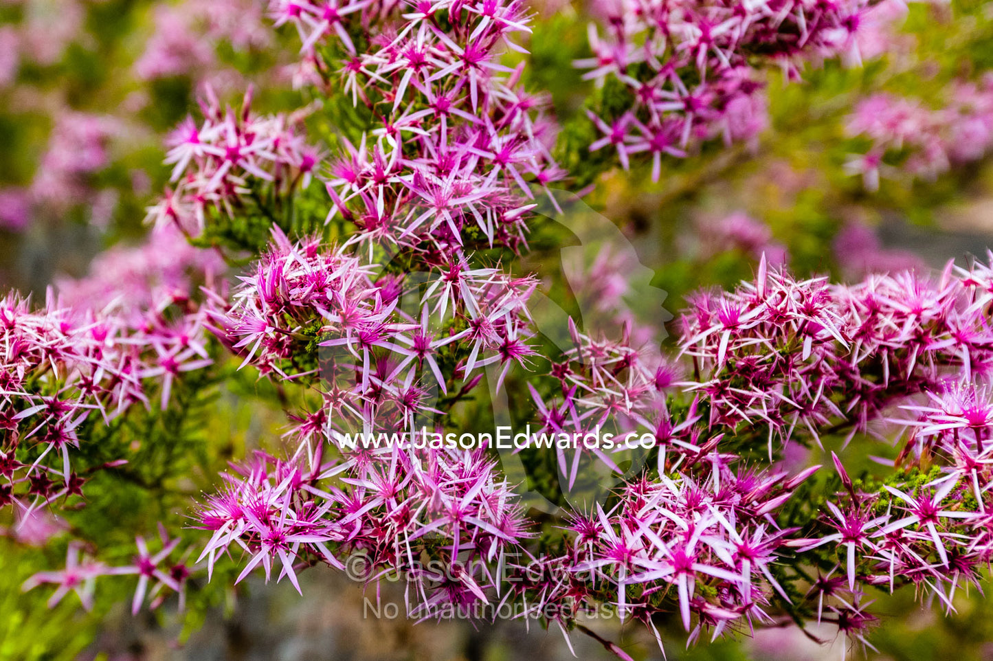 A cluster of rich pink Turkey Bush flowers on a desert plateau. Mitchell Falls, Mitchell River National Park, Mitchell Plateau, Kimberley Coast, Western Australia, Australia.