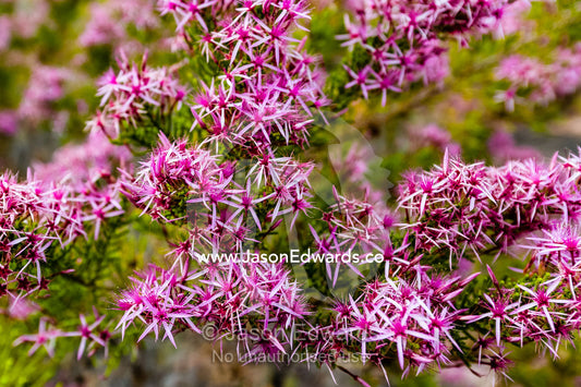 A cluster of rich pink Turkey Bush flowers on a desert plateau. Mitchell Falls, Mitchell River National Park, Mitchell Plateau, Kimberley Coast, Western Australia, Australia.