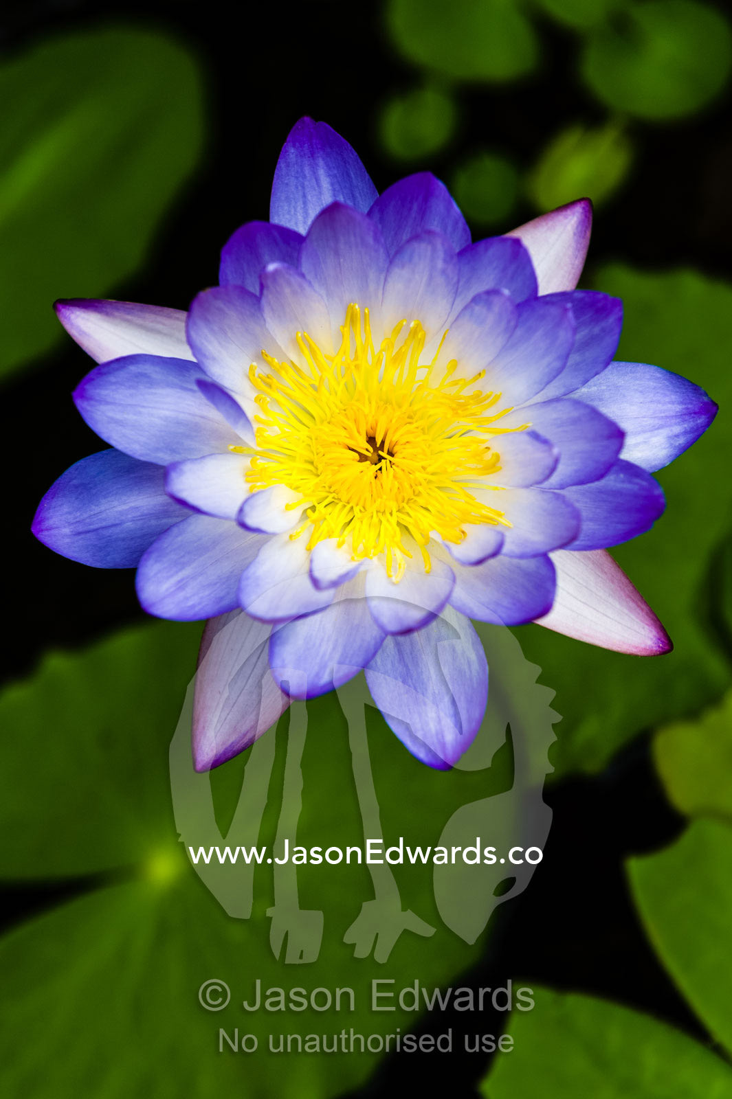 The iridescent purple petals and yellow stamens of a Blue Water Lily. Mitchell River, Mitchell River National Park, Mitchell Plateau, Kimberley Coast, Western Australia, Australia.