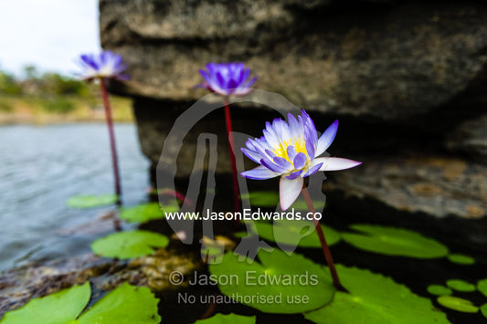 Blue Water Lily sheltering beneath a boulder in a waterhole. Mitchell River, Mitchell River National Park, Mitchell Plateau, Kimberley Coast, Western Australia, Australia.