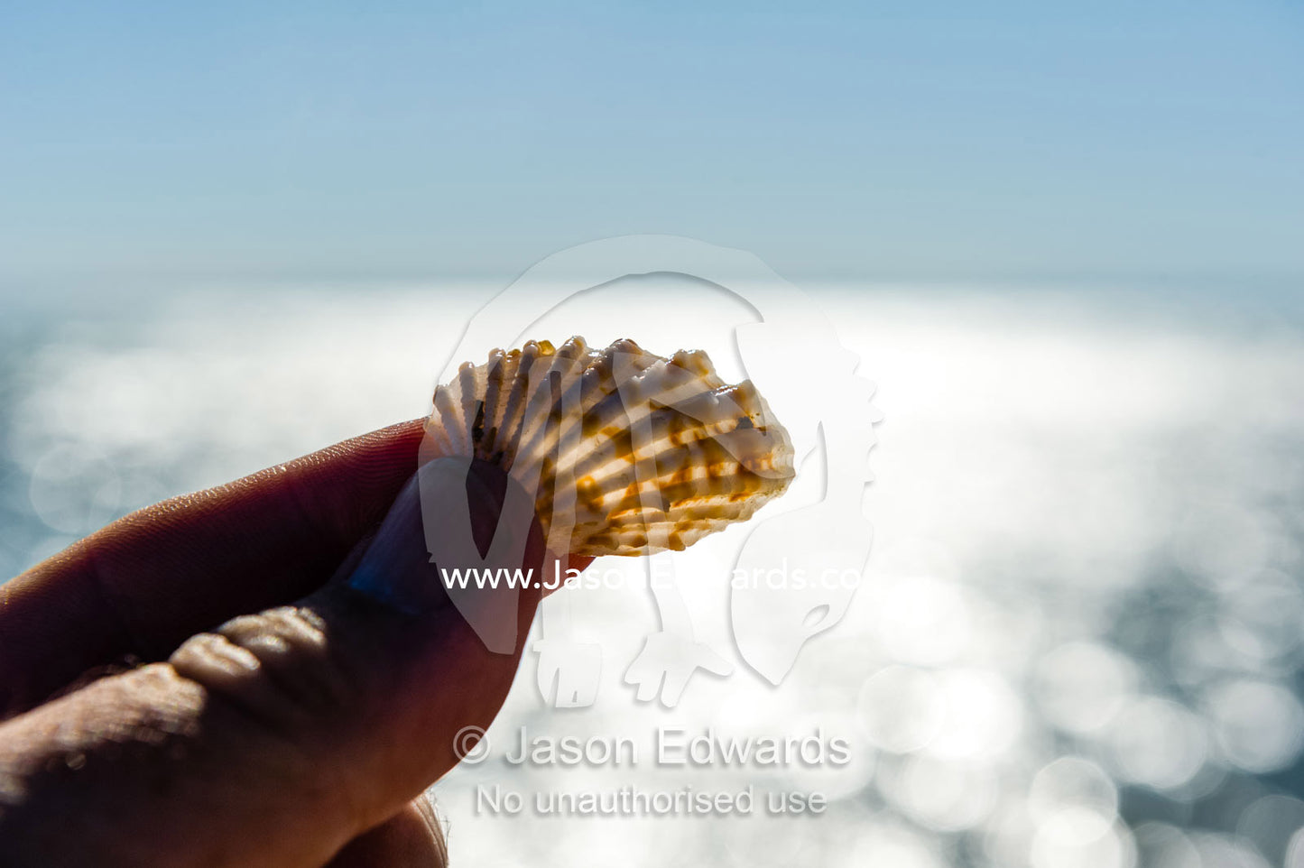 The translucent surface of a Tridacna clam shell backlit against the sun. Montgomery Reef, Camden Sound, Kimberley Coast, Western Australia, Australia.
