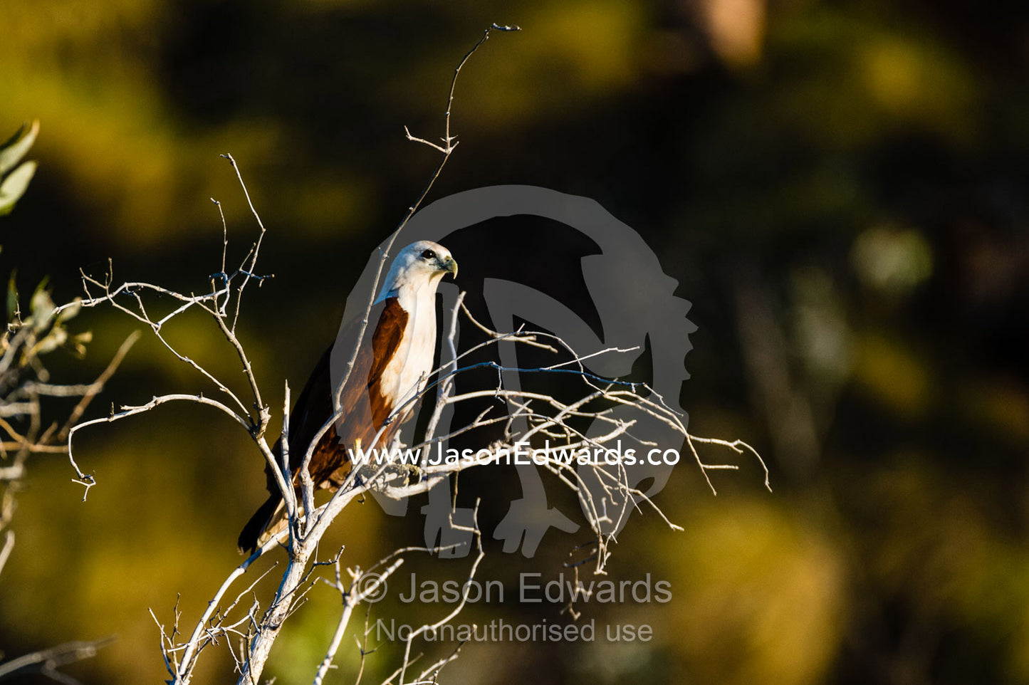 A Brahminy Kite roosting in a tree at sunset. Slug Island, Buccaneer Archipelago, Kimberley Coast, Western Australia, Australia.