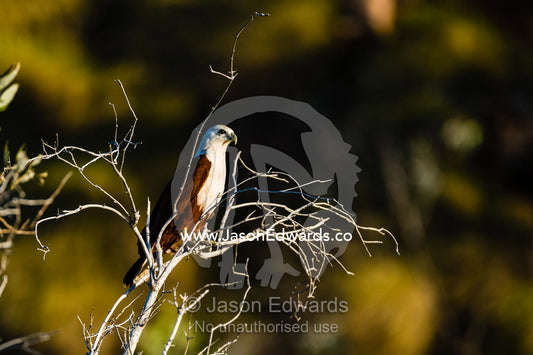 A Brahminy Kite roosting in a tree at sunset. Slug Island, Buccaneer Archipelago, Kimberley Coast, Western Australia, Australia.