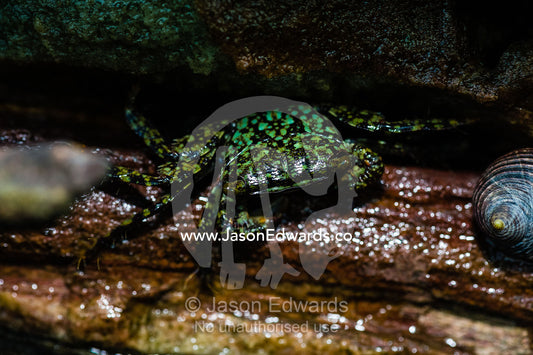 A Pale-lined Tropical Rock Crab hiding in a crevasse on a cliff at low tide. Slug Island, Buccaneer Archipelago, Kimberley Coast, Western Australia, Australia.