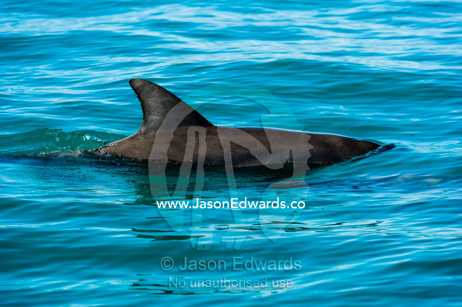 The dorsal fin of an Indo-Pacific Bottlenose Dolphin surfacing on the ocean. near Cockatoo Island, Yampi Sound, Buccaneer Archipelago, Kimberley Coast, Western Australia, Australia.