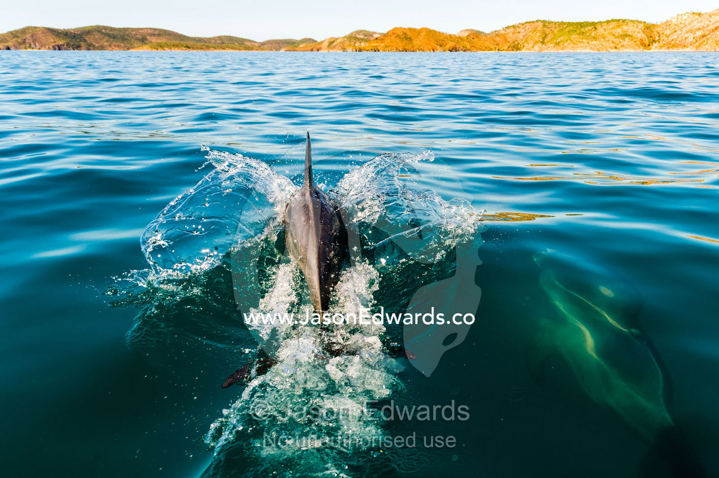 An Indo-Pacific Bottlenose Dolphin leaps from the warm sea off a desert coastline. near Cockatoo Island, Yampi Sound, Buccaneer Archipelago, Kimberley Coast, Western Australia, Australia.